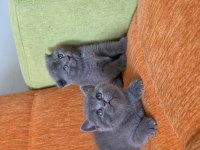 Süper kalite british shorthair yavrular