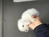 Safkan hollanda lop mini lop ve cüce tavşanlar
