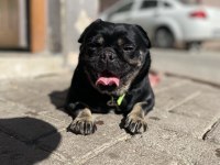 Egzotik Pug üretmek isteyenlere kaçırılmayacak fırsat