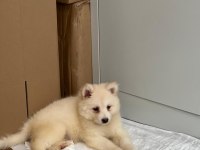 2 buçuk aylık A kalite Samoyed Yavru