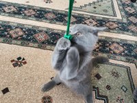 5 aylık dişi british shorthair