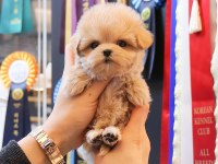 UYGUN BÜTÇELİ MALTİPOO YAVRULARİM