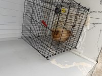 Oynamayı Seven Pomeranian 7 Aylık Yavru Acil