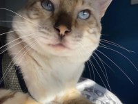 SAFKAN BENGAL KEDİLERİ
