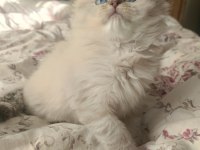 SAFKAN BRİTİSH LONGHAİR ERKEK