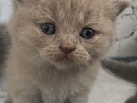 Safkan British Shorthair Babalık Hakkı Erkek Yavrumuz