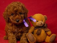 IRK GARANTİLİ TOY POODLE YAVRULARI