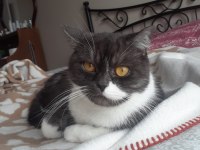 British shorthair 2 buçuk yasinda dişi kedi kısır değil