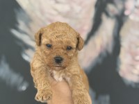 A kalite mini boy maltipoo