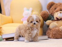 MALTİPOO ÇOCUKLARIM