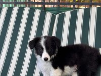 Petmode Köpek Çiftliğinden border coli yavrularımız
