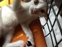 Sevgi yumağı kedimiz