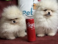 Wc eğitimli tea cup pomeranian yavrularımız