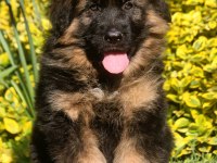 ALMAN ÇOBAN KÖPEĞİ YAVRULARI