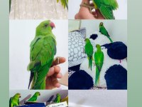 Yavru Pakistan Papağanları