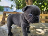 Blue Sevimli French Bulldog Yavrular