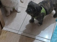Beyaz volpino köpek ve köyü kahverengi melez kopeğim