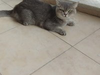 Tamamen takip şartlı british shorthair