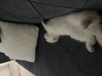 British longhair kedimize yuva arıyoruz