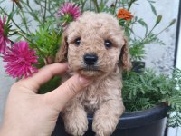 Erkek Poodle Bebek