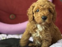 Mükemmel Kaliteli Oyuncak gibi poodle yavrularımız
