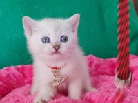 Bluepoint British Shorthair Dişi yavrumuz gitmeye hazır