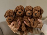 Safkan Toy Poodle Yavruları