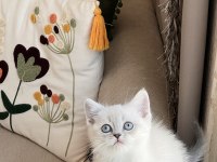 Sevecen Oyuncu British Shorthair Yavrular