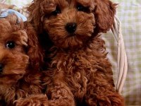 TOY POODLE YAVRULARI