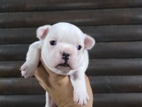 French Bulldog Klasik