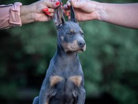 Irkının En Kalitelisi Doberman Yavrular