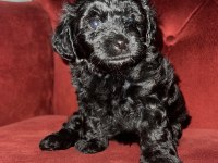 Maltipoo 35 günlük yavrularımız