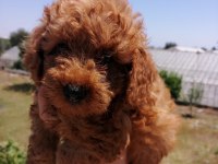 Ankranın en seçkin toy poodle yavruları ziyarete açık