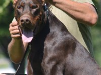 A kalite iri döşlü doberman yavru