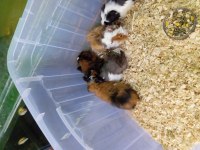 Yavru guinea pig