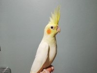 Albino ve Lutino Sultan Papağanı