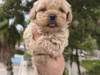 Maltipoo bebekler