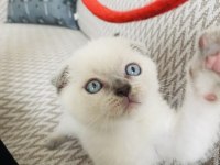 scottish blue point erkek
