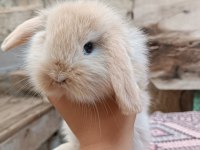 Lop tavşanı
