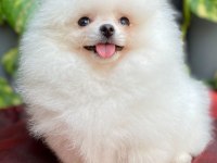 pomeranian harika