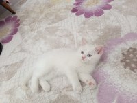 Sevimli British Shorthair Bebişler