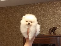 3 aylık dişi orijinal pomeranian boo