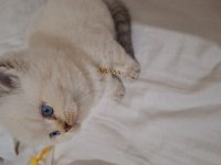 İPEK TÜY A KALİTE KEDİLER