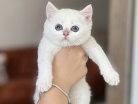 Beyaz Mavi Göz British Shorthair Yavrularım