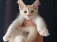Mucize cattery Pet ve üretim için maine coon