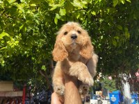 IRK VE SAĞLIK GARANTİ ORJİNAL COCKER BEBEĞİMİZ