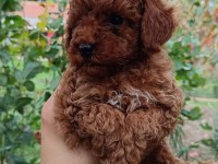 Irk ve Sağlık Garantili 10 numara poodle yavrular
