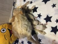 YENİ CHİHUAHUA BEBEKLER DOĞDU 4 BEYAZ 1 SARI