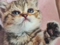 58 günlük tabby renk dişi yavrumuz yeni yuvasına hazır kedim