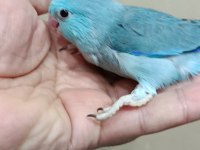 Turkuaz mavi erkek forpus bebek